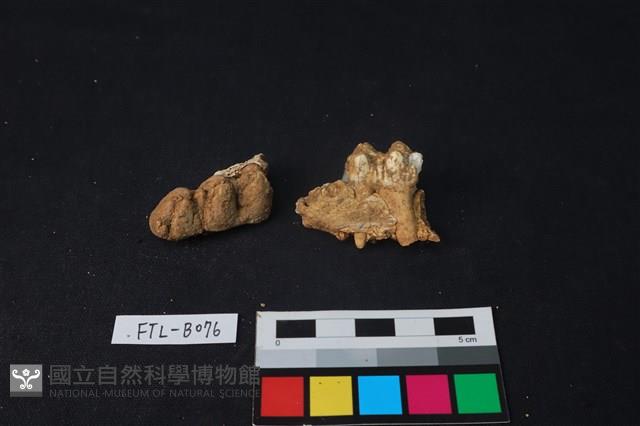 豬骨藏品圖，第2張