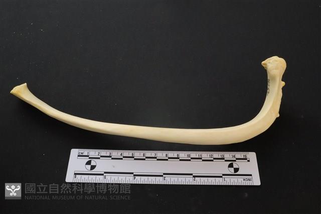 豬骨藏品圖，第2張