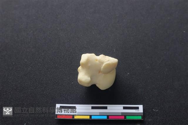 豬骨藏品圖，第2張