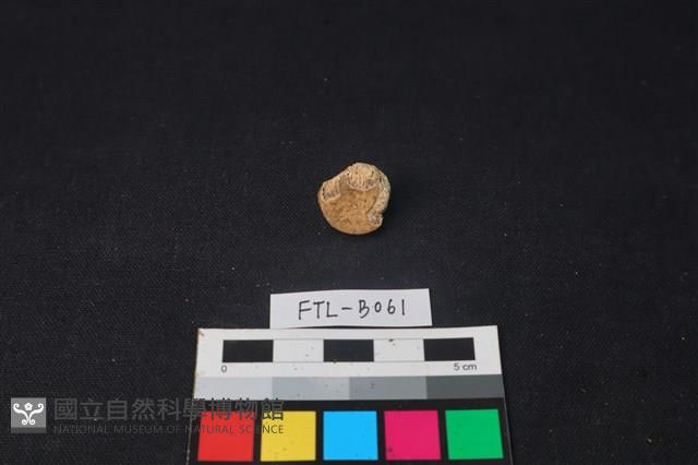 獸骨藏品圖，第2張