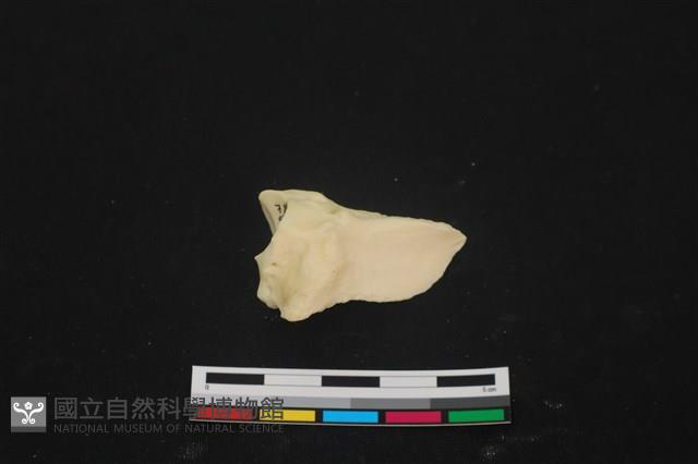 豬骨藏品圖，第2張