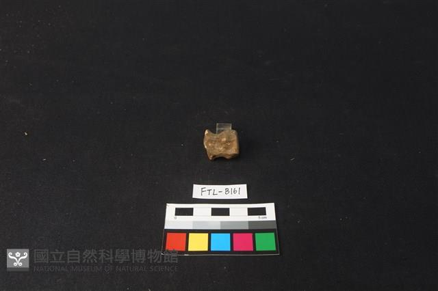 鹿骨藏品圖，第2張