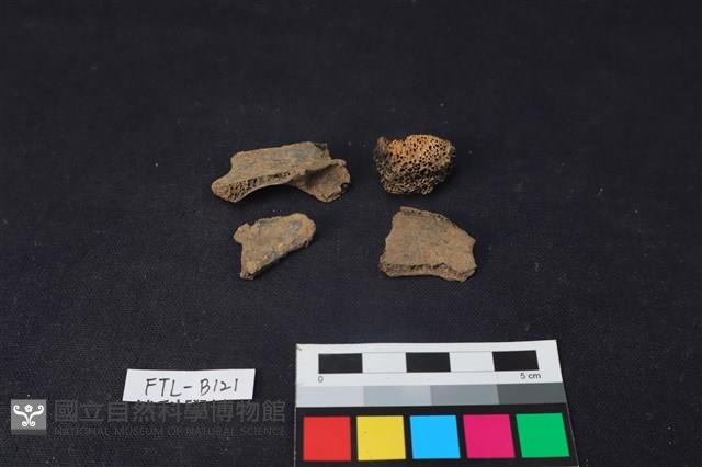 獸骨藏品圖，第2張