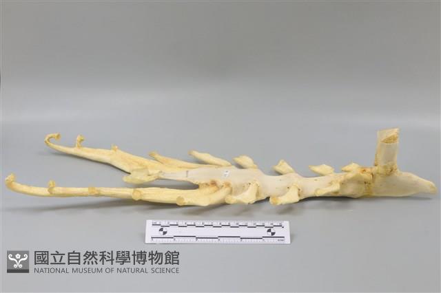 豬骨藏品圖，第2張