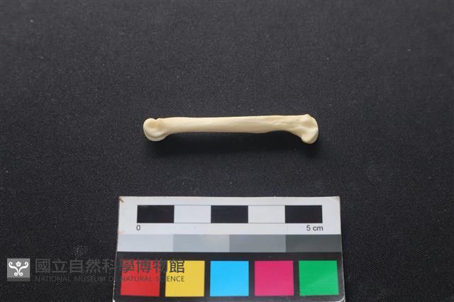 狗骨藏品圖，第2張