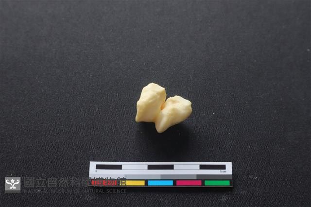 豬骨藏品圖，第2張