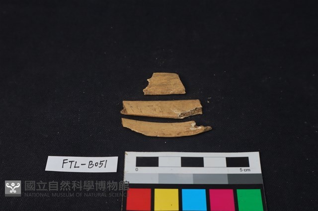 獸骨藏品圖，第2張