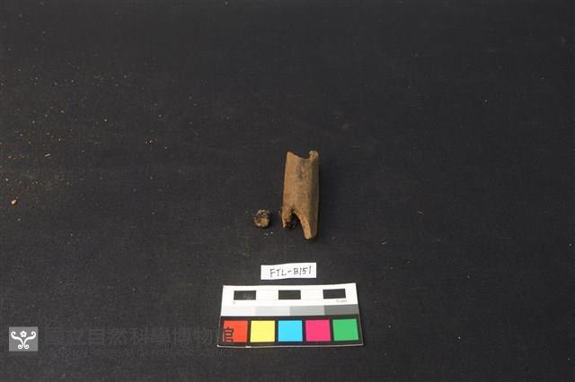 獸骨藏品圖，第2張