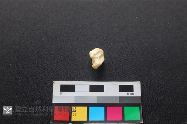 狗骨藏品圖，第2張