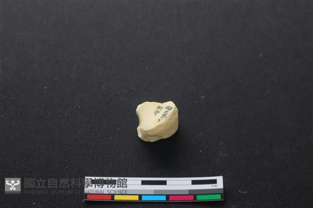 豬骨藏品圖，第2張