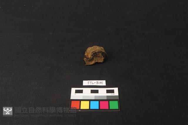 獸骨藏品圖，第2張