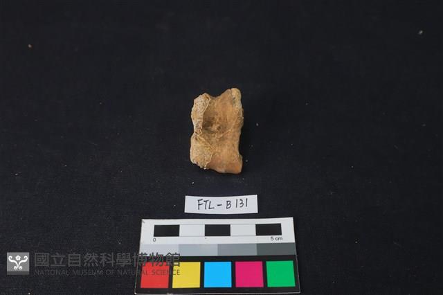 獸骨藏品圖，第2張