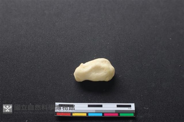 豬骨藏品圖，第2張
