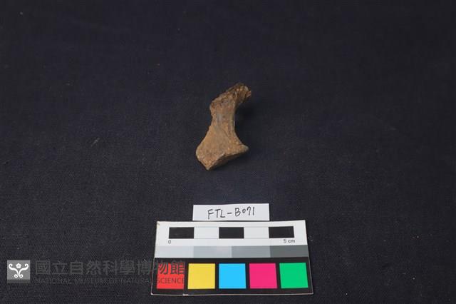 獸骨藏品圖，第2張