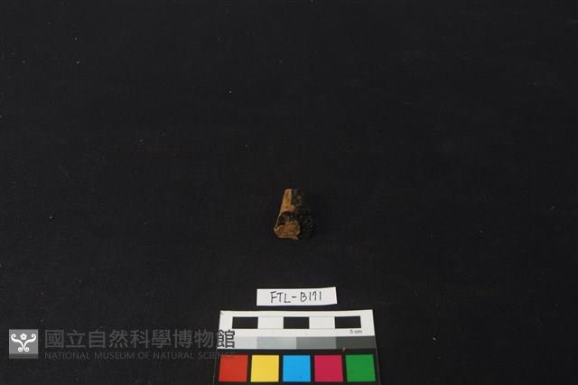 獸骨藏品圖，第2張