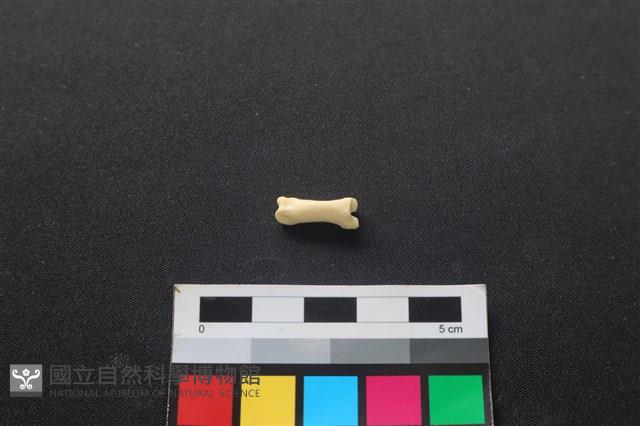 狗骨藏品圖，第2張