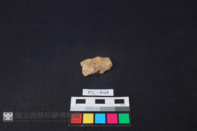 獸骨藏品圖，第2張