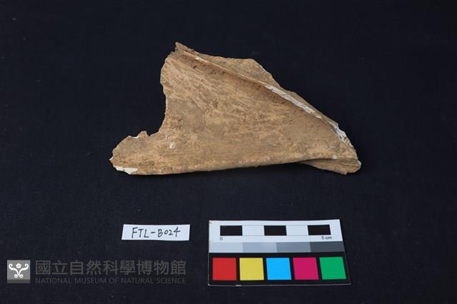 鹿骨藏品圖，第2張