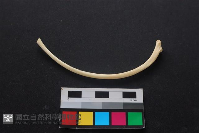 狗骨藏品圖，第2張