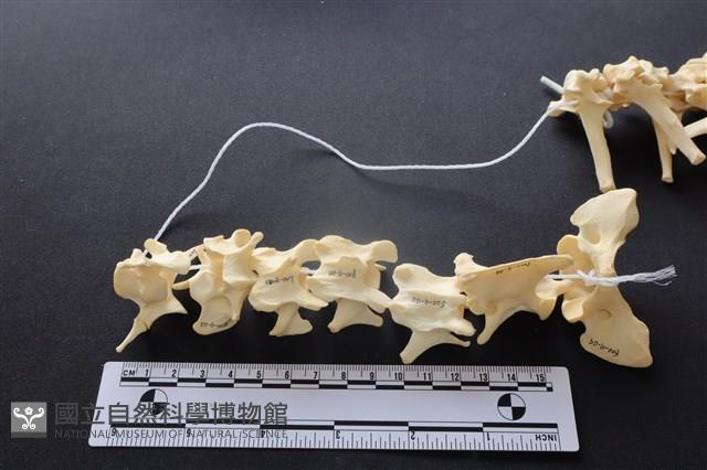 狗骨藏品圖，第2張