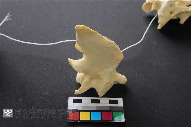 豬骨藏品圖，第2張