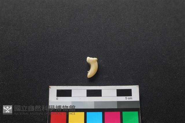 狗骨藏品圖，第2張