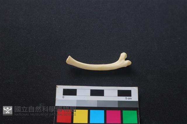 狗骨藏品圖，第2張