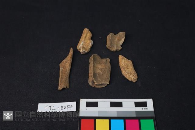 獸骨藏品圖，第2張