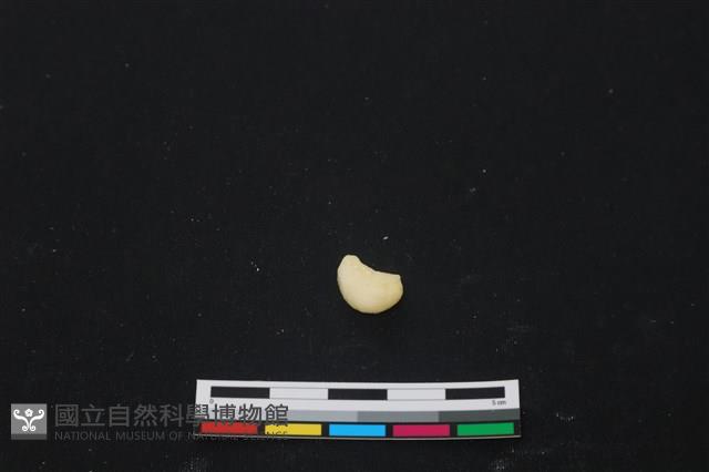 豬骨藏品圖，第2張