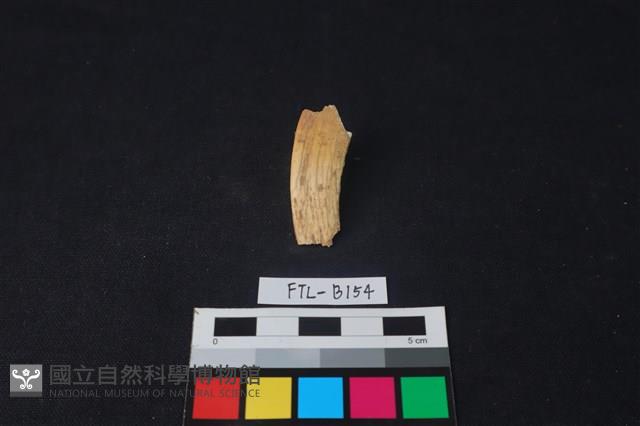 豬骨藏品圖，第2張