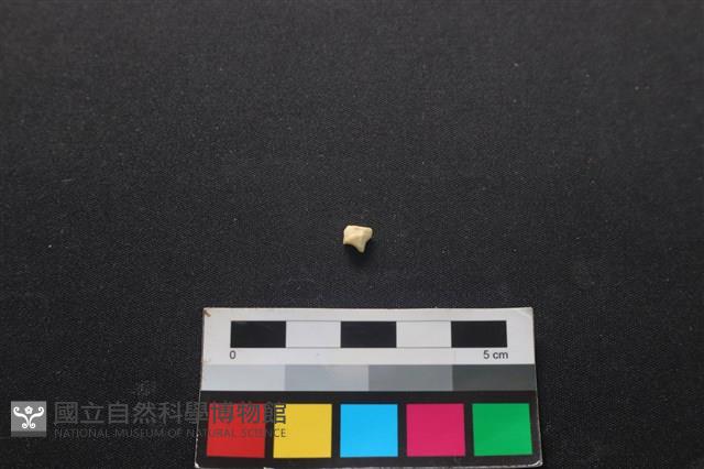 狗骨藏品圖，第2張