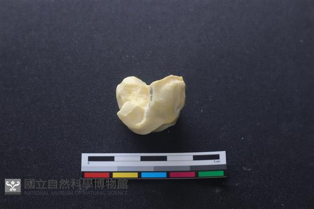 豬骨藏品圖，第2張