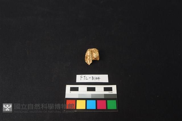 鹿骨藏品圖，第2張