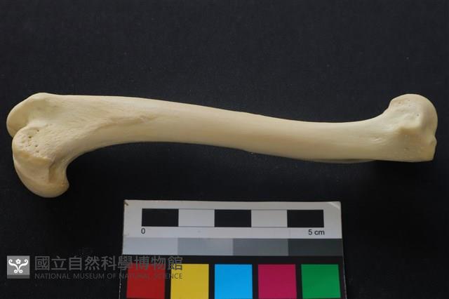狗骨藏品圖，第2張