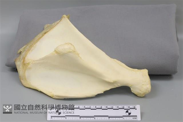 豬骨藏品圖，第2張