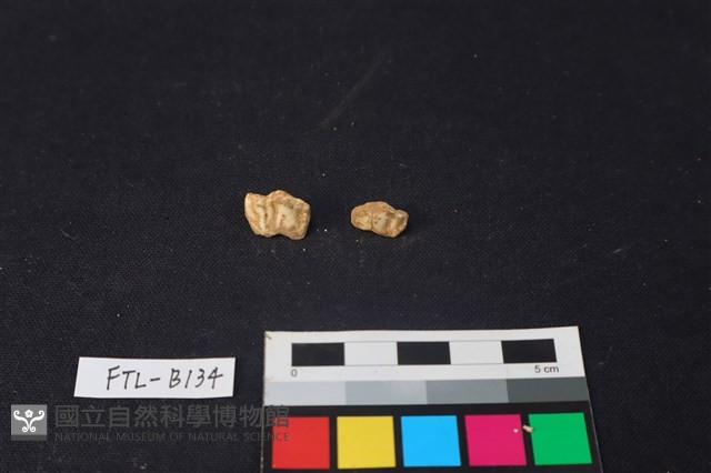 獸骨藏品圖，第2張