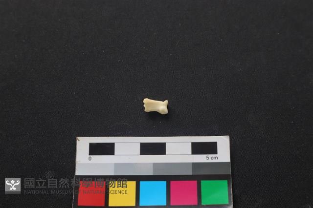 狗骨藏品圖，第2張