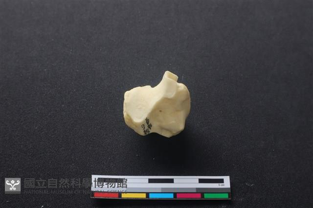 豬骨藏品圖，第2張