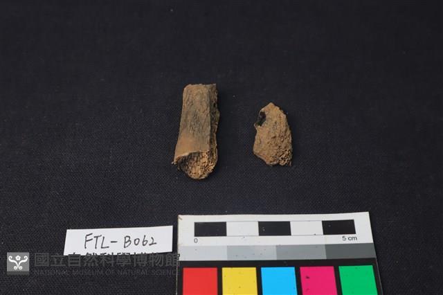 獸骨藏品圖，第2張