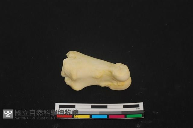 豬骨藏品圖，第2張