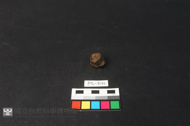 獸骨藏品圖，第2張