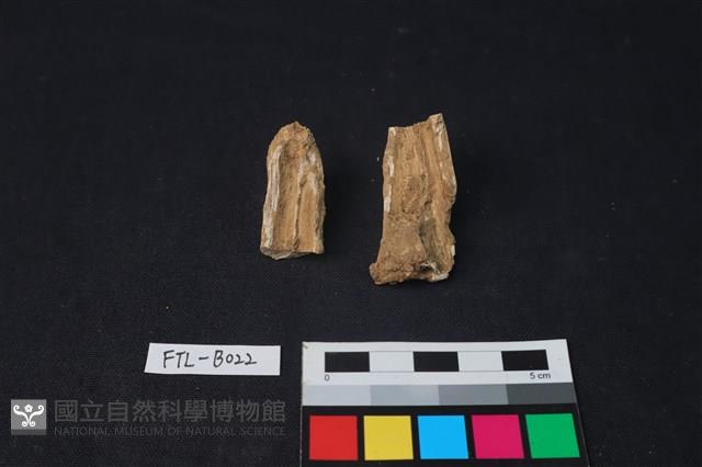 獸骨藏品圖，第2張