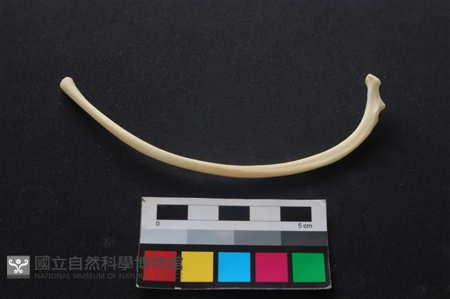 狗骨藏品圖，第2張