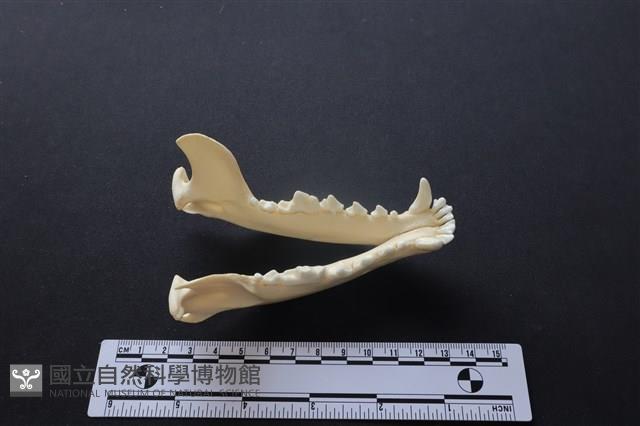 狗骨藏品圖，第2張