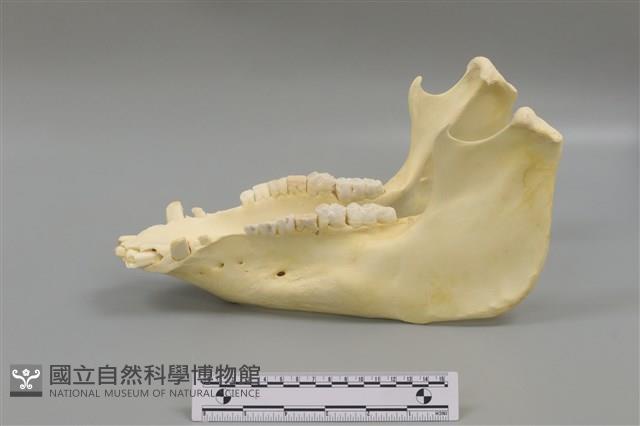 豬骨藏品圖，第2張
