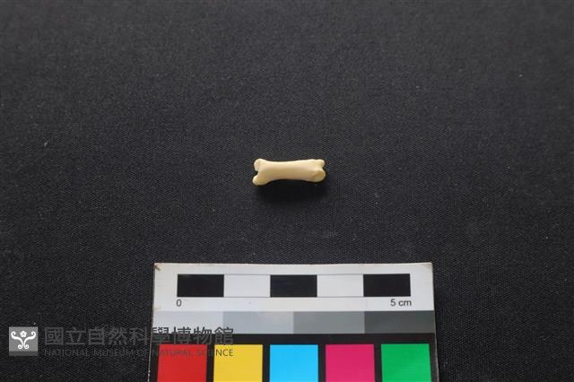 狗骨藏品圖，第2張