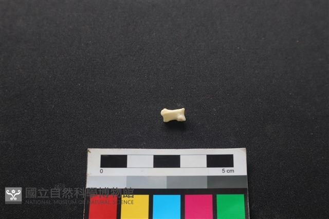 狗骨藏品圖，第2張