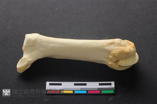 豬骨藏品圖，第2張