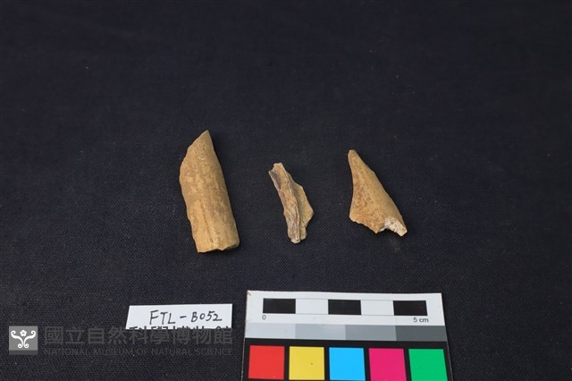 獸骨藏品圖，第2張