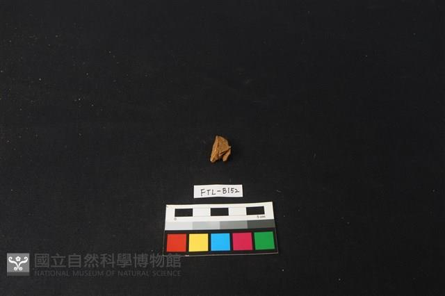 獸骨藏品圖，第2張